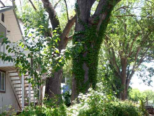 More Arizona Wineries