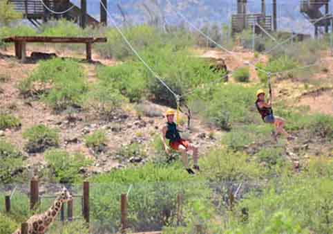 Predator Zip Lines