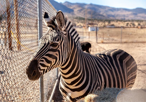 Zebra Retreat House